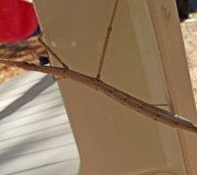 DSCF0510a