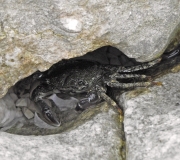 Malý krab - Chorvatsko