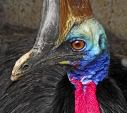 Prapták - ZOO Praha