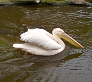 Pelikán