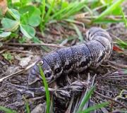 Housenka jako anakonda zakrslá