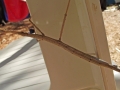 DSCF0510a