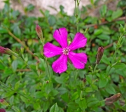 DSCF1302a