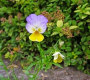 DSCF1304a