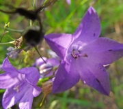 DSCF1308a