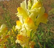 DSCF1312a