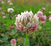 DSCF1315a