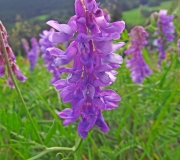 DSCF1324a