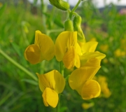 DSCF1331a
