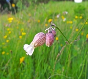 DSCF1869a