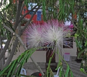 DSCF7055a