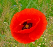 P1130004a