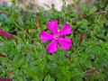 DSCF1302a
