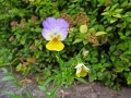DSCF1304a
