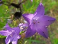 DSCF1308a
