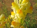 DSCF1312a