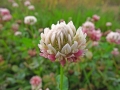 DSCF1315a