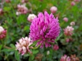 DSCF1316a