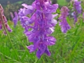 DSCF1324a