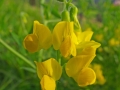 DSCF1331a