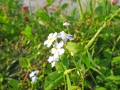 DSCF1345a