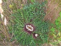DSCF1475a