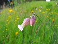 DSCF1869a