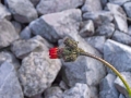 DSCF1884a