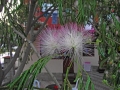 DSCF7055a