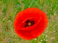 P1130004a